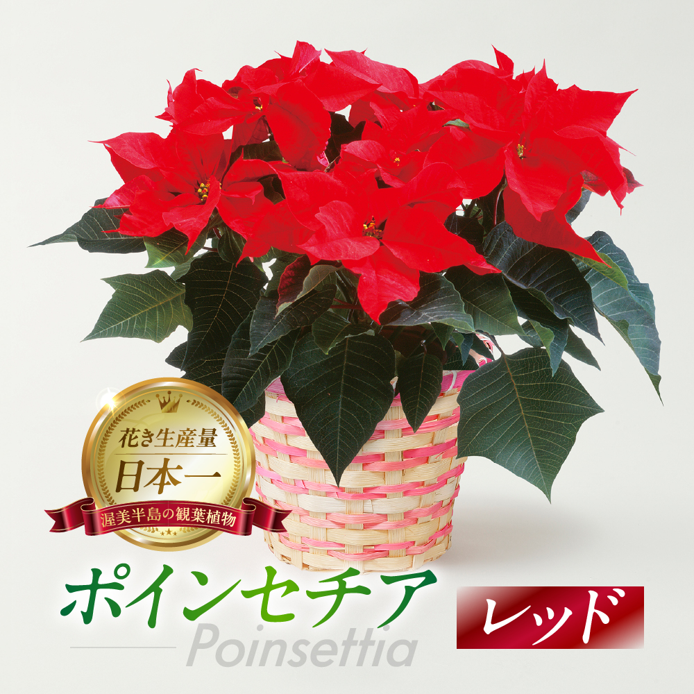 ポインセチア レッド 観葉植物 植物 5号鉢 人気 おしゃれ かわいい お手入れ 室内 大鉢 中型 インテリア リビング 玄関 寝室 キッチン オフィス プレゼント ギフト 冬 クリスマス フラワーギフト