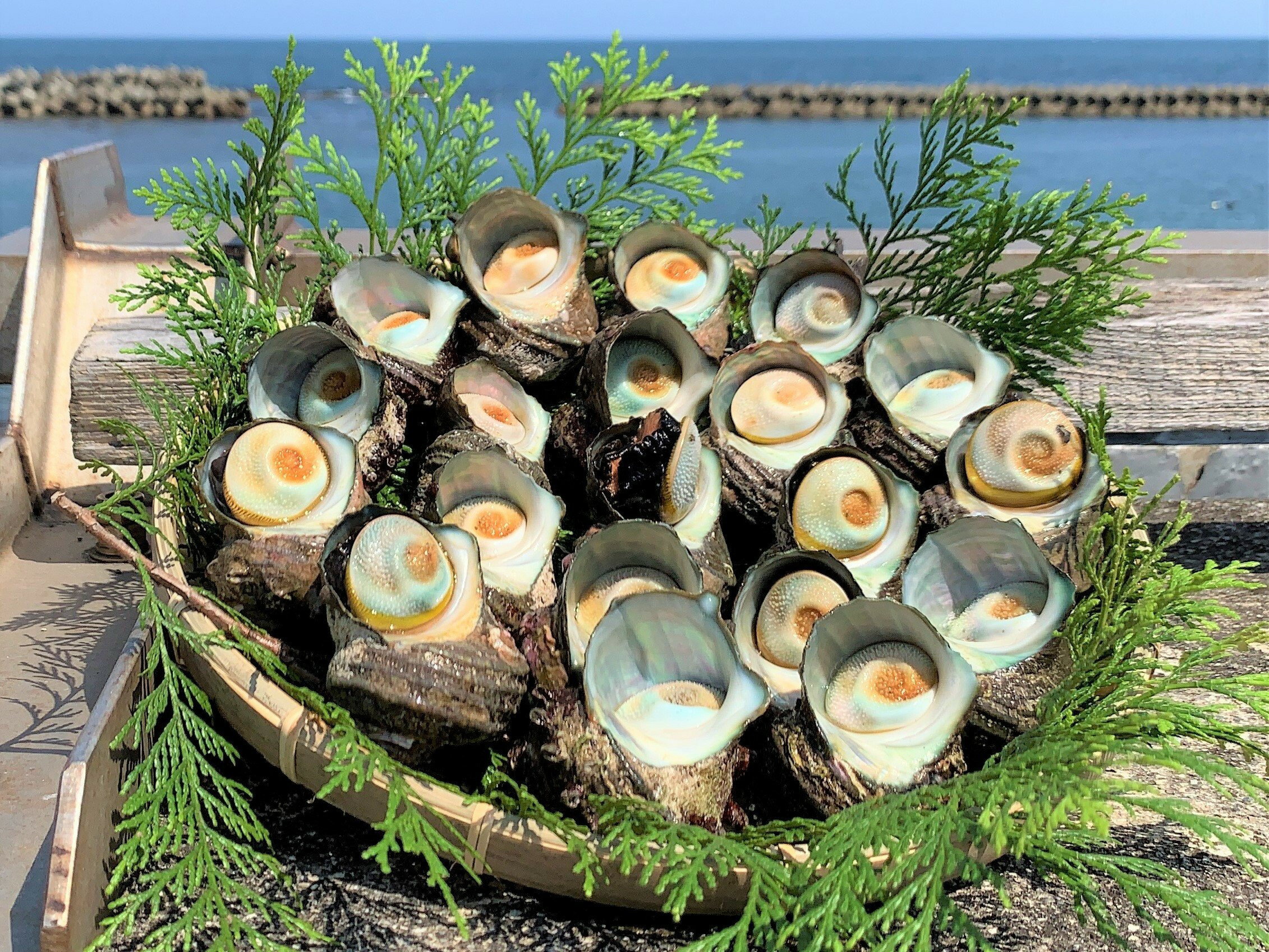 【ふるさと納税】 サザエ 2kg 新鮮 海鮮 海産物 魚介 魚貝 栄螺 貝 刺身 刺し身 お造り つぼ焼き グリル BBQ バーベキュー キャンプ 夏 ギフト 贈り物 グルメ お取り寄せ お中元 志摩産 特選 三重 志摩 伊勢志摩 20000円 2万円 二万円 今が旬