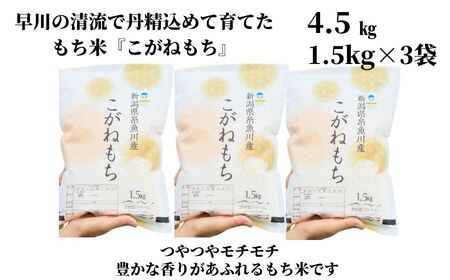 新米 新潟県産 もち米『こがねもち』4.5kg（3升）【12月25日決済分まで年内発送】令和7年産 つやつやモチモチ もち米ならではの芳醇な香り 清耕園ファーム 【餅 赤飯 おこわ ご飯 ライス ふる