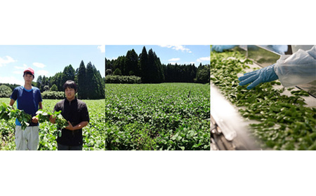 《大容量10kg》宮崎県産えだまめ コスパ最強と話題の業務用 [茶豆風 枝豆 えだまめ   豆  ビールのおつまみ 業務用  野菜 冷凍野菜 ストック食材10kg 30000円 3万円 オンラインワン