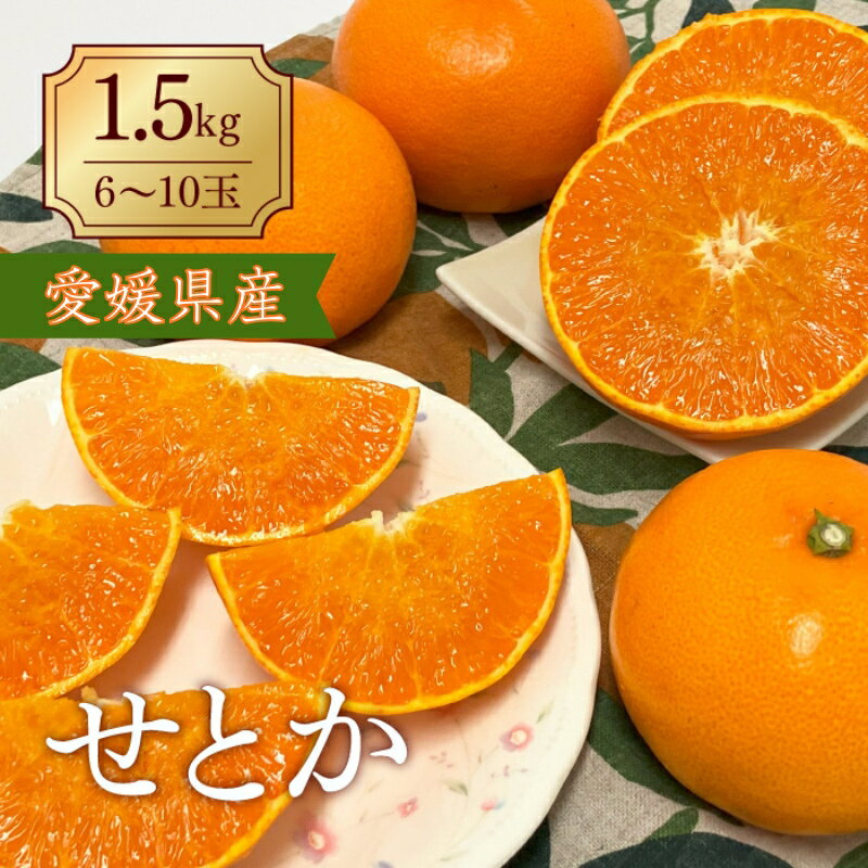 【ふるさと納税】みかん 愛媛 せとか（1.5kg） 人気 数量限定 先行予約 【2026年2月下旬以降発送】 柑橘 伊予市｜B30