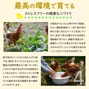 【定期便12回】 最高級品質 箱庭たまご 「茜」 (毎月12個) 真岡市 栃木県