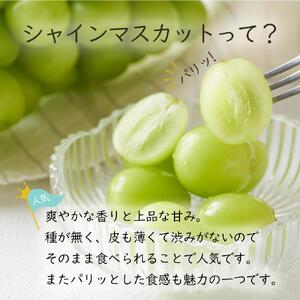 岡山県産 ぶどう 2026年発送  シャインマスカット 晴王 600g以上 1房 種無し ブドウ 葡萄 フルーツ 果物 ギフト