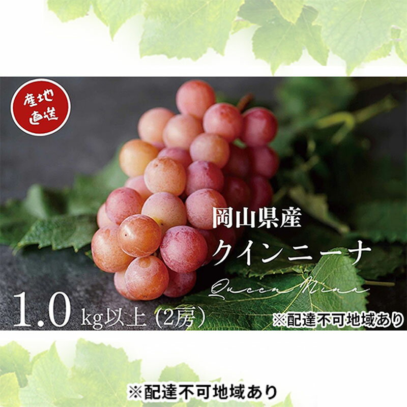 【ふるさと納税】厳選 クイーンニーナ 1.0kg以上 2房 産地直送 朝採れ ぶどう 葡萄 KAWAHARA Green Farm 岡山県産 2026年 先行予約　お届け：2026年8月25日〜2026年9月25日