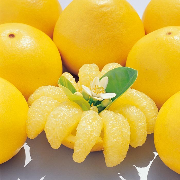 【早期予約】 熟成土佐ぶんたん 2026年度収穫分 【フルーツ】