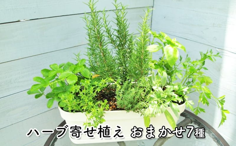 
ハーブ7種寄せ植え（白鉢・受皿付き）
