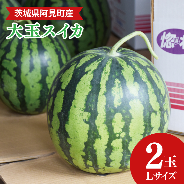 【先行予約】【6月中旬～7月末まで発送】茨城県産大玉すいか2玉（Lサイズ）【吉田農園】【スイカ 西瓜 2玉 先行予約 6月 果物 フルーツ 国産 阿見町 甘い】(21-01-1)