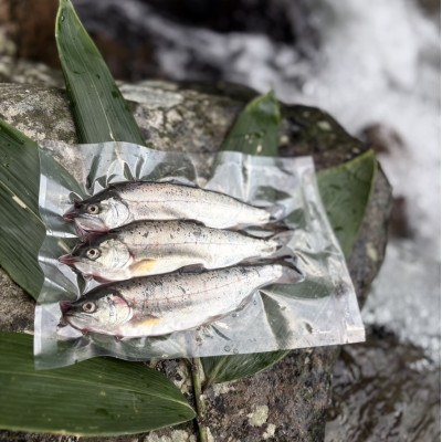 
                  渓流の女王　アマゴ(冷凍24尾入り)_アマゴ あまご 天魚 雨子 雨魚 川魚 淡水魚 渓流魚 冷凍 渓流 魚料理 人気 おすすめ 美味しい【1714766】
                