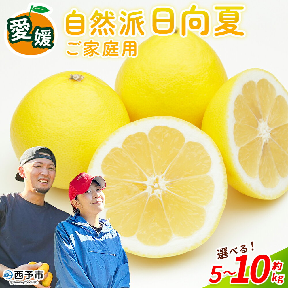 【ふるさと納税】＜自然派日向夏 ご家庭用 約5kg/10kg＞ 選べる 内容量 日向夏 みかん 蜜柑 旬 果物 フルーツ 柑橘 明浜 低農薬 ご家庭用 訳あり家庭用 国産 愛媛県産 送料無料 特産品 井上農園 愛媛県 西予市【常温】『2026年3月～4月迄に順次出荷』
