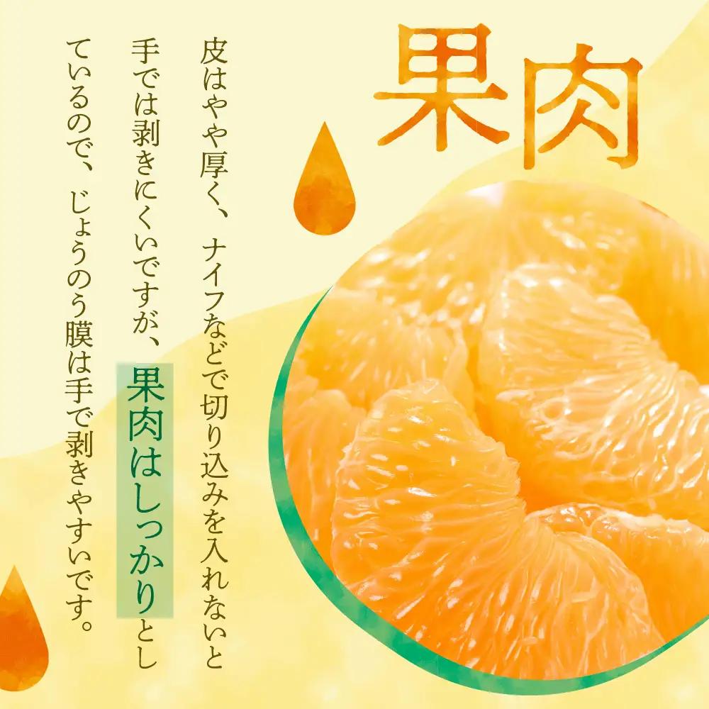先行受付 2027年1月下旬～発送 紅八朔8kg 川田柑橘園 呉市