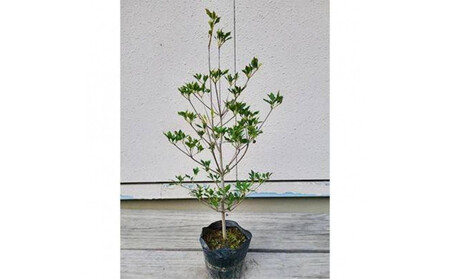 ドウダンツツジ 樹高約40～50cm 15cmポット取扱説明書付き