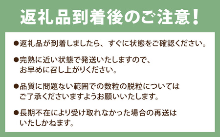 【先行予約】【数量限定】永平寺町産 シャインマスカット 2房　約1.2kg 【2026年8月中旬より順次発送】