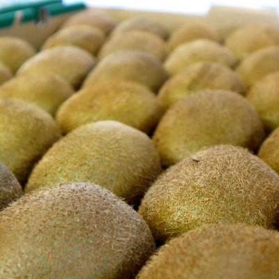 ふるさと納税 那須塩原市 キウイフルーツ　1箱 (27〜36玉) |  | 02