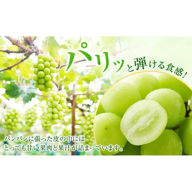 ぶどう 2026年 先行予約 ［ご家庭用］ シャイン マスカット 2房（合計1kg以上） 岡山県産 シャイマスカット