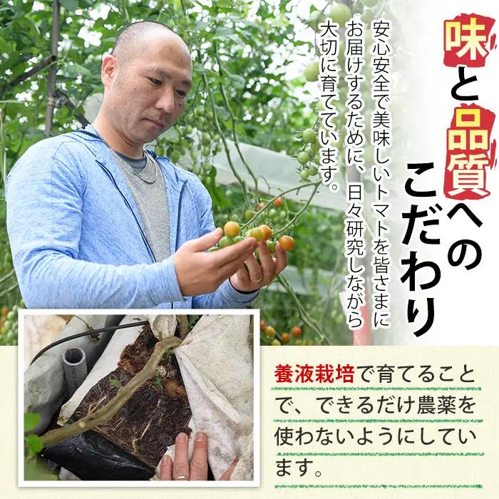 ＜先行予約受付中！2026年11月から順次発送予定＞カラフルトマト食べ比べセット(約2kg・9品種の中から4品種以上)国産 野菜 【KT-2】【K.TFarm】