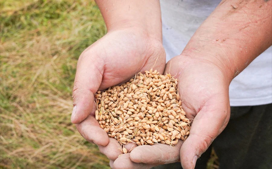 【定期便】令和7年産 特別栽培米 つや姫 精米 5kg×3ヶ月 山形県鶴岡市産 株式会社嘉左エ門