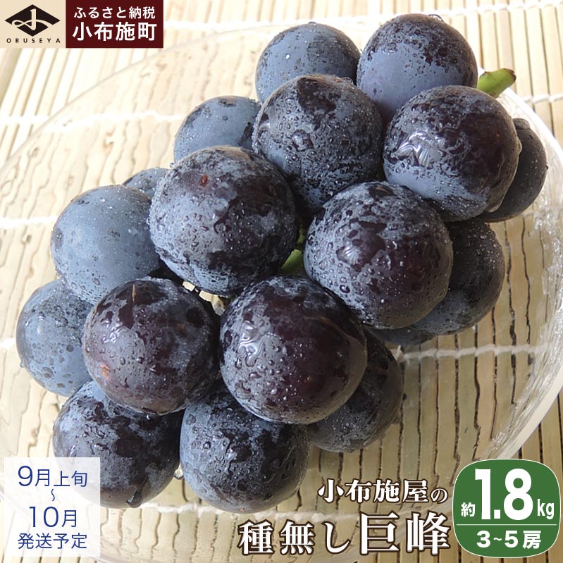 種無し巨峰 約1.8kg 3～5房 ［小布施屋］ 種なし 果物 フルーツ ぶどう 葡萄 種無し 種なし クール便 冷蔵便 先行予約 数量限定 長野県産 信州産 デザート 令和7年産 【2025年9月上旬～10月発送】