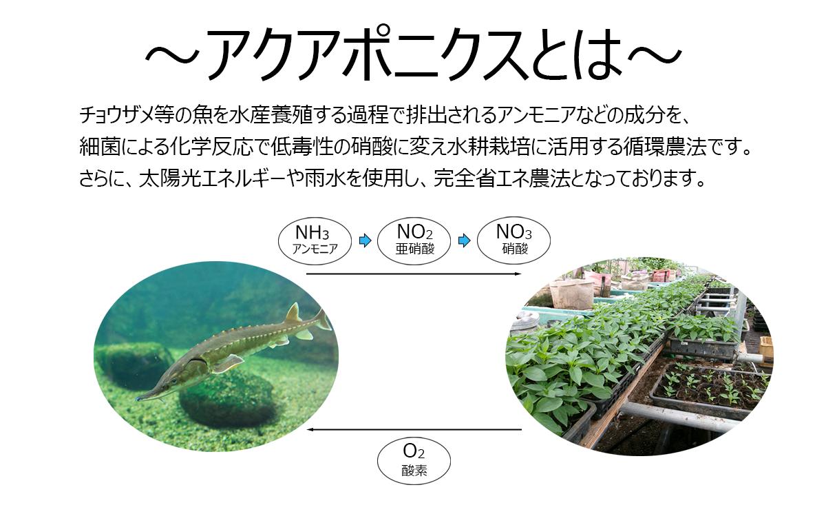 七福来ギフトBOX【 茨城県 つくば市 唐辛子 七味 七味唐辛子 塩 福来みかん 農薬不使用 有機栽培 国産唐辛子 希少 6000 】