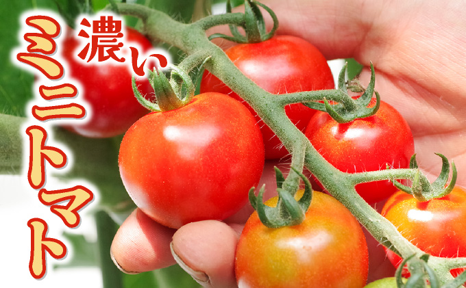 【先行販売】【ファーム雫】ワインに合わせるミニトマト赤 ２kg【a127-003】