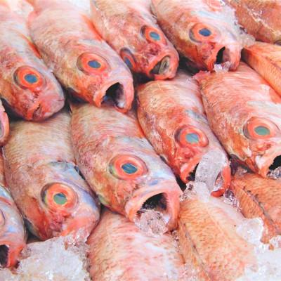 ふるさと納税 浜田市 のどぐろ一夜干し個包装1枚「大サイズ・200g〜250g」【10月〜配送】 |  | 03