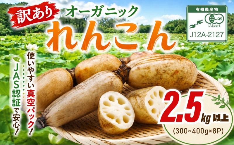 
                  れんこん オーガニック 2.5kg 以上 真空パック 小分け 【有機JAS認証】 受賞歴あり 先行予約 蓮根 レンコン 訳あり 訳有り オーガニックレンコン 100％ おーがにっく 野菜 やさい 根菜 新鮮 産地直送 農家直送 国産 千葉県 香取市 HSS008
                