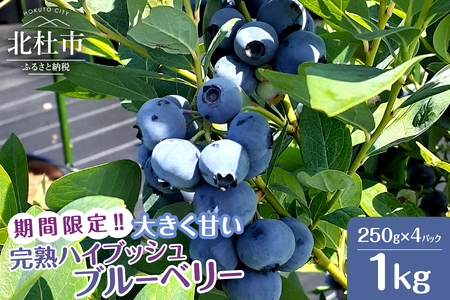 【2026年先行予約】6月～7月発送！大きく甘い、完熟ハイブッシュブルーベリー　1kg（250g×4パック） フルーツ くだもの ブルーベリー 冷蔵 2026年発送 期間限定  山梨県 北杜市 送料無料