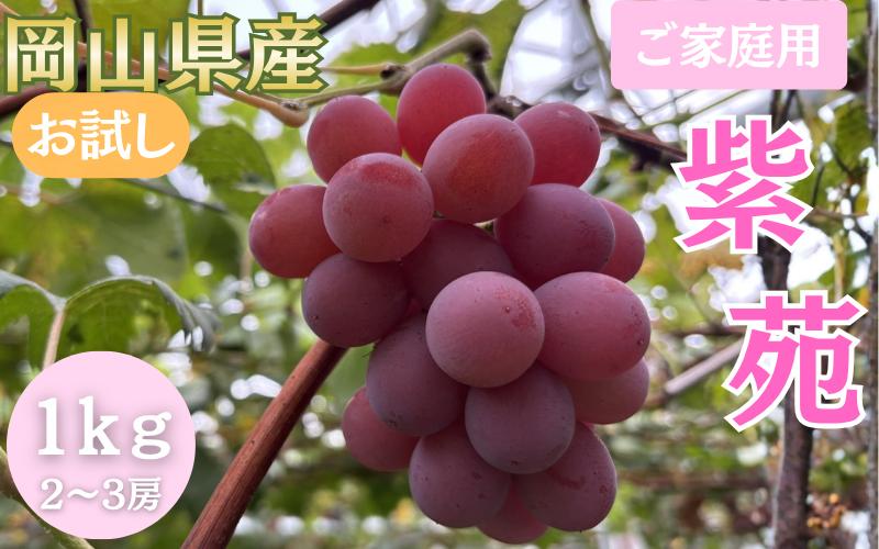 
                  【2026年先行予約】＜ご家庭用＞お試し 紫苑 1.0kg以上 (2~3房)【fsfm003-01】
                