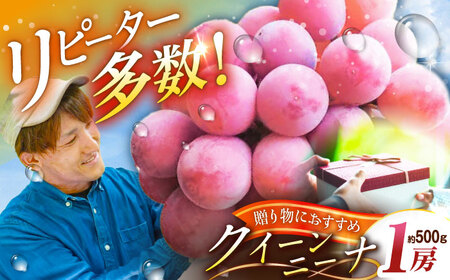 ぶどう 【2026年先行予約】【20個限定】【贈答用】クイーンニーナ 1房（約500g） [AIAB005] ぶどう
