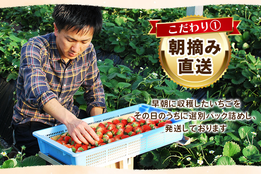 訳あり 粒不揃い とちあいか 1,680g (280g×6P) | 栃木県 矢板市 澳原いちご農園