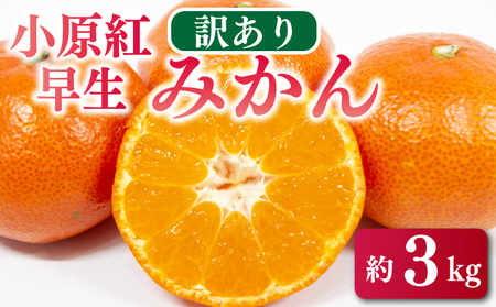 【みかん】 先行予約 訳あり みかん 3kg 小原紅早生 蜜柑 【蜜柑】