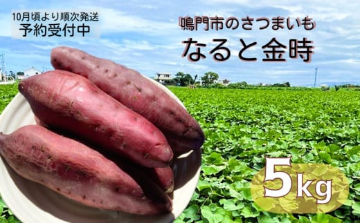 【 予約受付中・2024年10月頃より順次発送 】本場・徳島県鳴門市産「なると金時」約5kg【数量限定】