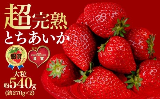 【先行受付：2月以降発送】いちご 鈴木ファームの とちあいか 大粒 約270g × 2パック 合計 約540g | いちご イチゴ 苺 とちあいか 完熟 果物 フルーツ くだもの 旬 産地直送 栃木県産 鈴木ファーム 栃木県 茂木町