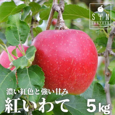 【ふるさと納税】りんご 紅いわて 5kg 松陽園 樹上 完熟 農家直送 岩手県 遠野市 先行予約【配送不可地域：離島】【1537041】