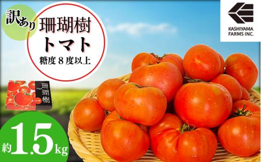 【2026年先行予約】 訳あり 珊瑚樹トマト約1.5kg 2026年4月発送 甘い トマト フルーツトマト 野菜 やさい 国産 産地直送 旬 新鮮 ソース 調味料 ケチャップ サラダ 美容 健康 お取り寄せ グルメ 贈答 ギフト プレゼント 人気 おすすめ ふるさと納税 冷蔵