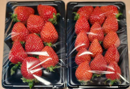 【12050】いちご 500g 岐阜県 富加町 果物 フルーツ 苺 イチゴ 人気 250g 2箱 500g 結実後 農薬不使用 たぱたっぷの洗わずに食べれるいちご