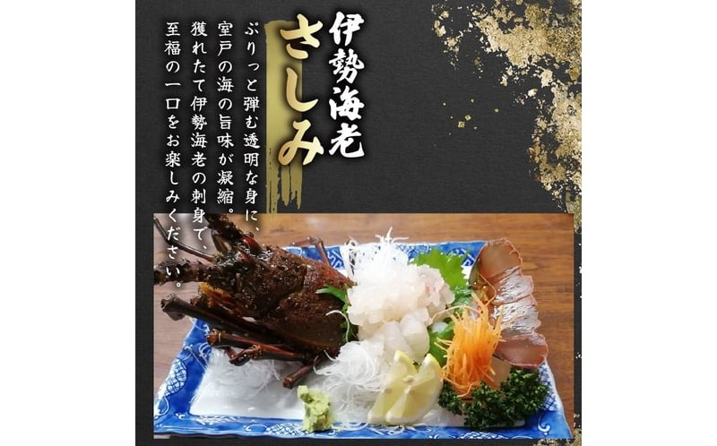 活 伊勢海老 訳あり 500g(1～3匹) 冷蔵 ? 活き伊勢海老 訳あり 室戸産 国産 エビ えび 海鮮 魚介 産地直送 プリプリ 味噌汁 刺身 焼き物 汁物 室戸海洋深層水 黒潮 高知県 室戸市 ki001
