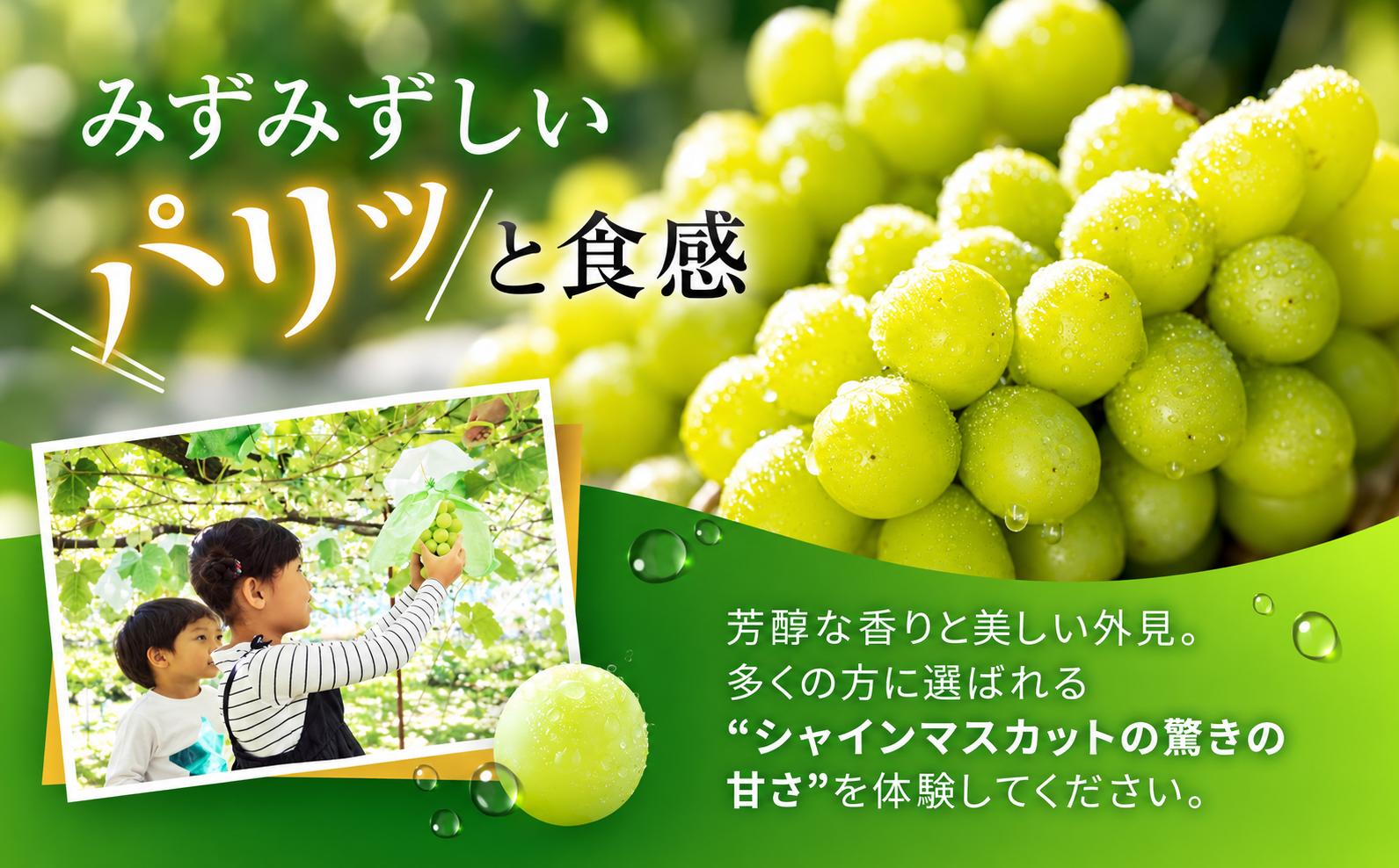 11月上旬頃より発送予定です。