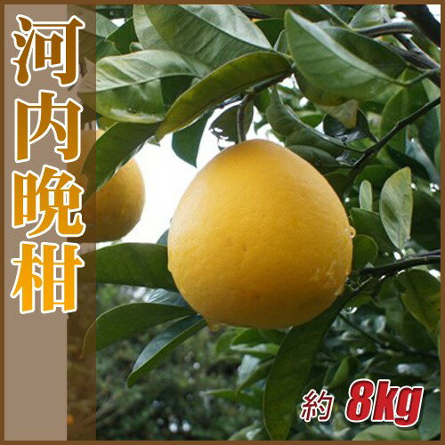 【ふるさと納税】訳あり 河内晩柑 8kg ご家庭用 人気 【2026年4月以降順次発送】かわちばんかん 数量限定 先行予約 さっぱりした甘味 みかん 柑橘 蜜柑 くだもの フルーツ 国産 愛媛 伊予市｜B150