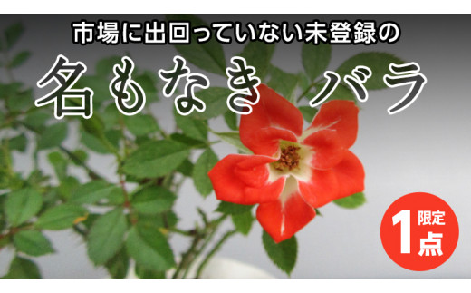 
【 12月11日 入金確認分まで 年内配送 】～ 限定 1点 ～ 世界にひとつだけ あなただけの 名もなき バラ 【1】 ミニバラ 薔薇 ギフト プレゼント [BN017ci]
