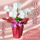 【ふるさと納税】 胡蝶蘭 5株 花 季節 贈答用 ギフト 記念日 お 祝い 父の日 母の日 敬老の日 栄転 転勤 開店祝い 祝賀 新築 結婚 感謝 定年 退職