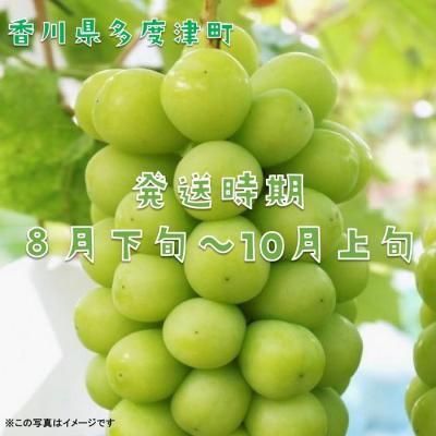 ふるさと納税 多度津町 シャインマスカット約1.2kg(2〜3房入り)【令和8年8月下旬発送!先行受付中】【B-13】 |  | 01