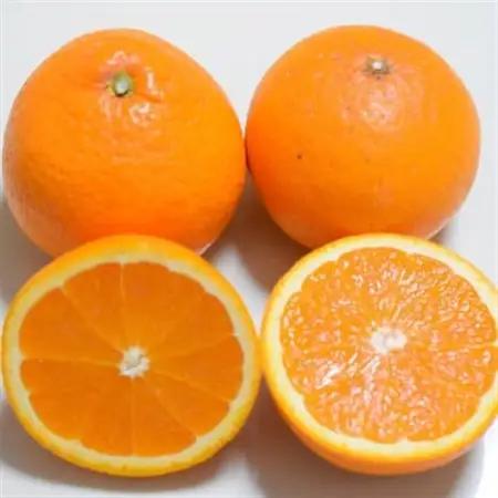 【濃厚】有田産清見オレンジ約5kg(M～3Lサイズいずれかまたは混合)ご家庭用(日高町)【1611599】