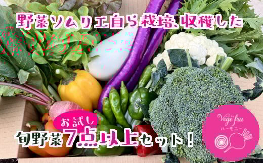 
野菜ソムリエ渡邊淳子の 新鮮野菜お試しセット 7点以上 季節のお野菜 おまかせ お楽しみ 獲れたて 産地直送 旬 鍋 冬野菜 ベジタブル ヘルシー 健康 詰め合わせ 一関市
