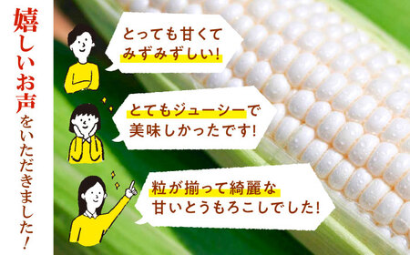 【先行予約】【数量限定】白いとうもろこし ホワイトショコラ 5本【文命農業】開成町 野菜 とうもろこし トウモロコシ ホワイトショコラ[BDAX001]