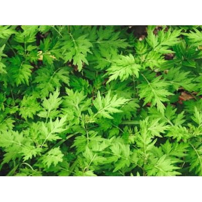 ふるさと納税 北広島町 和漢ハーブの女王!よもぎ茶　10包 |  | 01