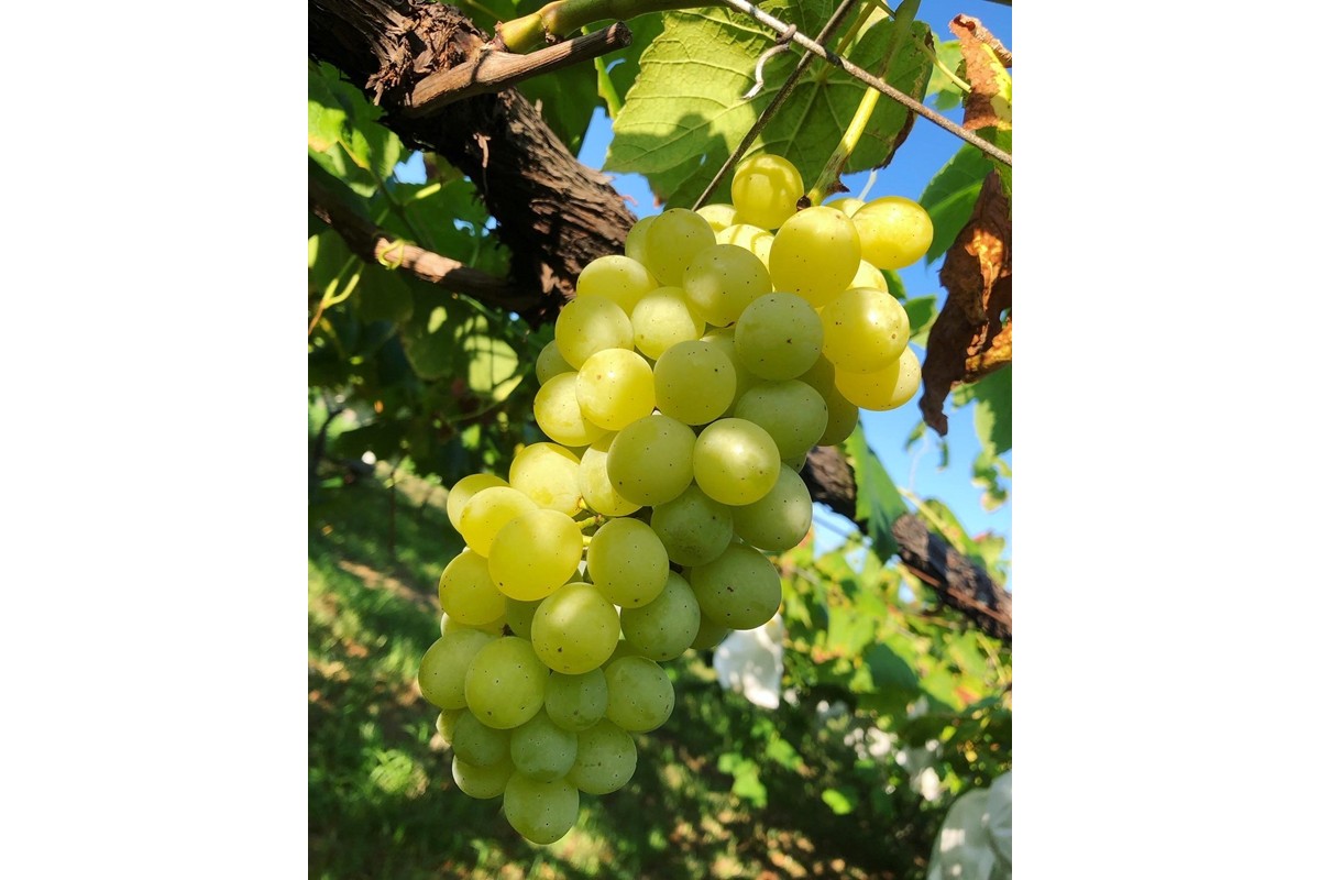 【先行予約】ぶどう詰め合わせ3種（1.4kg以上）（2025年8月上旬～発送）