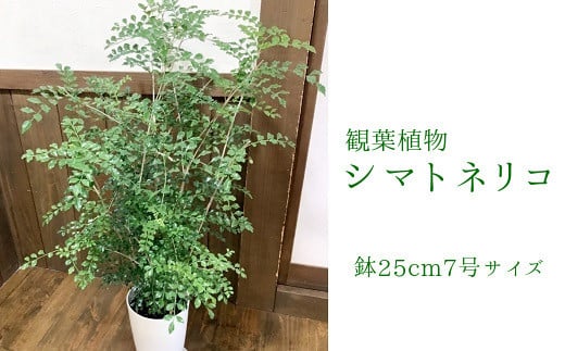 
            066-07 観葉植物 シマトネリコ1鉢
          
