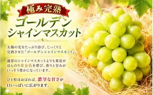ゴールデン シャインマスカット【2026年先行予約】除草剤不使用 極み完熟 1kg以上(2~3房) ご家庭用   ぶどう シャインマスカット マスカット しゃいんますかっと 葡萄 くだもの 果物 農家