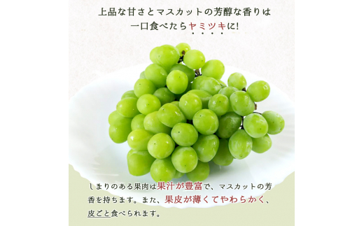 紀州和歌山産シャインマスカット２房（約1kg〜1.4kg） ※2025年8月中旬頃〜2025年9月上旬頃に順次発送予定 / マスカット 種無し フルーツ 果物 くだもの【uot813】 