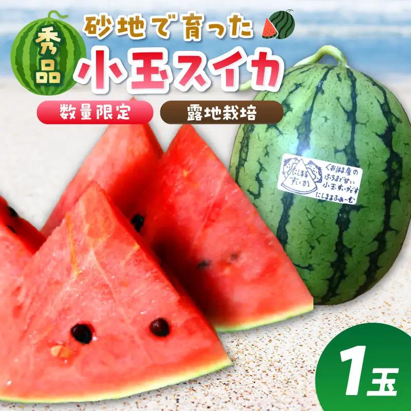 【先行予約／数量限定200】スイカ にしまるスイカ 秀品 1玉｜2026年7月中旬から発送